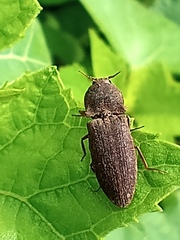 Agrypnus rectangularis