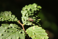 Calyptratae