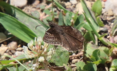 Erynnis baptisiae