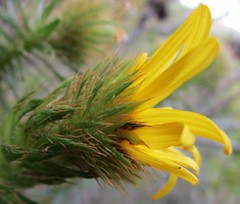 Cullumia carlinoides