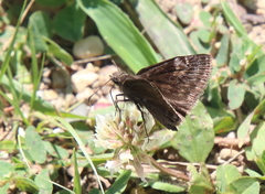 Erynnis baptisiae