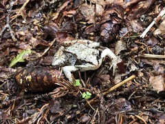 Lithobates sylvaticus image