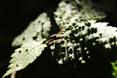 Calyptratae