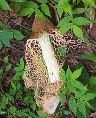 Phallus haitangensis