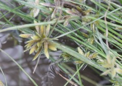Cyperus flavescens