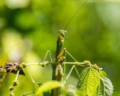 Mantidae