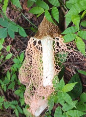 Phallus haitangensis