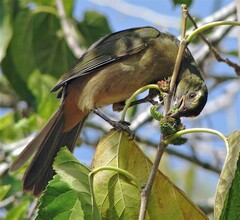 Saltator coerulescens