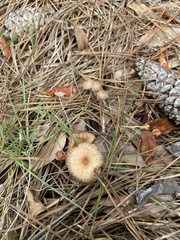 Desarmillaria tabescens
