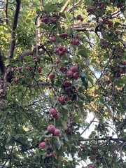 Malus prunifolia