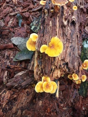 Heimiomyces tenuipes