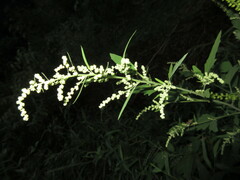 Chenopodium album