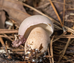 Tylopilus felleus