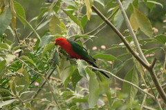 Alisterus scapularis