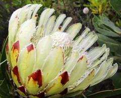 Protea susannae