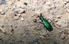 Cicindela sexguttata