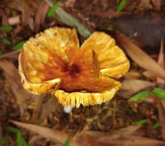Phylloporus