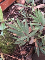 Bambusoideae