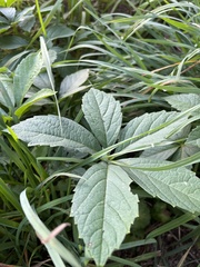Parthenocissus inserta