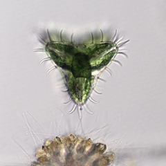 Staurastrum polytrichum