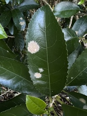 Cephaleuros lagerheimii