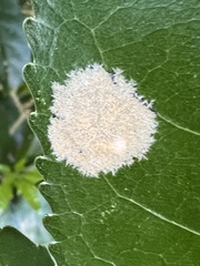 Cephaleuros lagerheimii