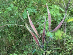 Asclepias variegata