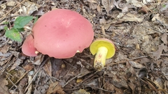 Boletus roodyi