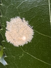 Cephaleuros lagerheimii