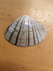 Tivela stultorum