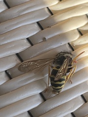 Vespula alascensis