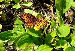 Boloria bellona
