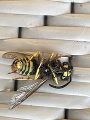 Vespula alascensis