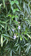 Thunbergia