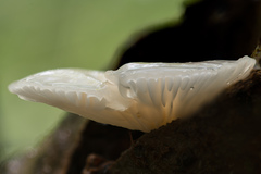 Oudemansiella