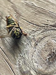 Vespula alascensis