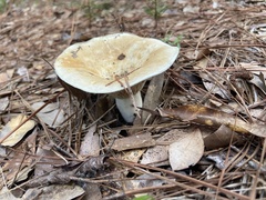 Lactifluus hygrophoroides