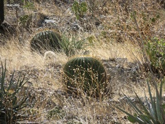 Echinocactus platyacanthus