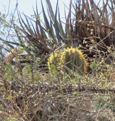 Astrophytum ornatum