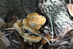 Phaeolus schweinitzii