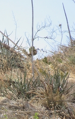 Agave difformis