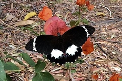 Papilio aegeus