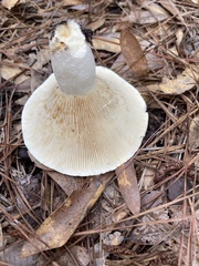 Lactifluus hygrophoroides