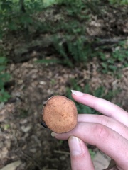 Lactarius subpurpureus