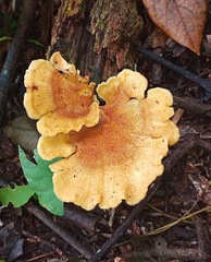 Pycnoporellus fulgens