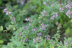 Lespedeza violacea