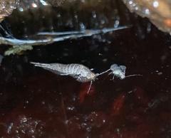 Archaeognatha