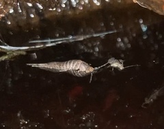 Archaeognatha