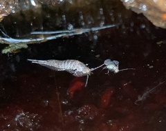 Archaeognatha