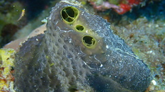 Smenospongia conulosa